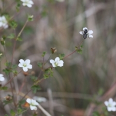 Apiformes (informal group) (Unidentified bee) at Lyons, ACT - 27 Nov 2023 by ran452