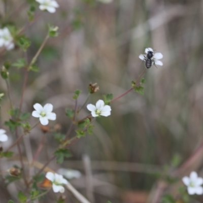 Apiformes (informal group) (Unidentified bee) at Lyons, ACT - 26 Nov 2023 by ran452