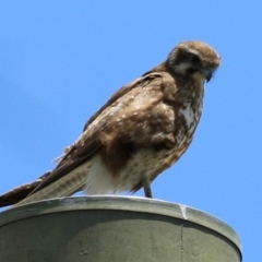 Falco berigora (Brown Falcon) at Jerrabomberra Wetlands - 27 Nov 2023 by RodDeb