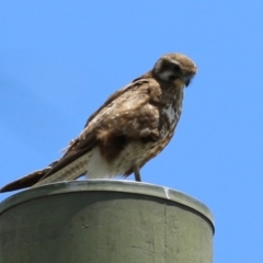 Falco berigora at Jerrabomberra Wetlands - 27 Nov 2023 01:14 PM