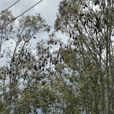 Pteropus poliocephalus (Grey-headed Flying-fox) at Kangaroo Valley, NSW - 29 Nov 2023 by lbradley