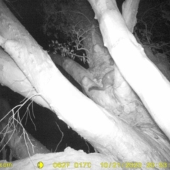 Trichosurus vulpecula (Common Brushtail Possum) at Monitoring Site 001 - Riparian - 21 Oct 2023 by DMeco