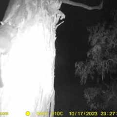Trichosurus vulpecula (Common Brushtail Possum) at Monitoring Site 007 - Riparian - 17 Oct 2023 by DMeco
