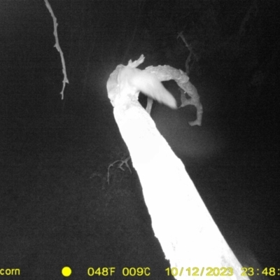 Petaurus norfolcensis (Squirrel Glider) at Monitoring Site 008 - Riparian - 12 Oct 2023 by DMeco