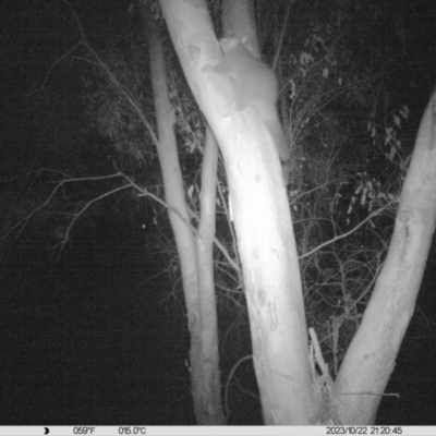 Trichosurus vulpecula (Common Brushtail Possum) at Monitoring Site 009 - Riparian - 22 Oct 2023 by DMeco