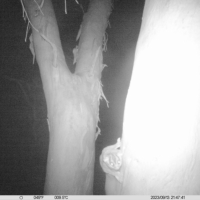 Petaurus norfolcensis (Squirrel Glider) at Monitoring Site 013 - Road - 13 Sep 2023 by DMeco