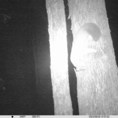 Petaurus norfolcensis (Squirrel Glider) at Monitoring Site 020 - Revegetation - 29 Sep 2023 by DMeco