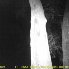 Petaurus norfolcensis (Squirrel Glider) at Monitoring Site 023 - Remnant - 1 Oct 2023 by DMeco