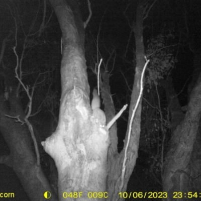 Petaurus norfolcensis (Squirrel Glider) at Monitoring Site 030 - Riparian - 6 Oct 2023 by DMeco