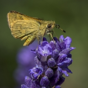 Ocybadistes walkeri at Ainslie, ACT - 25 Nov 2023