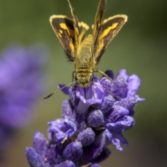 Ocybadistes walkeri at Ainslie, ACT - 25 Nov 2023