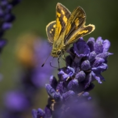 Ocybadistes walkeri at Ainslie, ACT - 25 Nov 2023