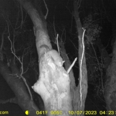 Trichosurus vulpecula (Common Brushtail Possum) at Monitoring Site 030 - Riparian - 6 Oct 2023 by DMeco
