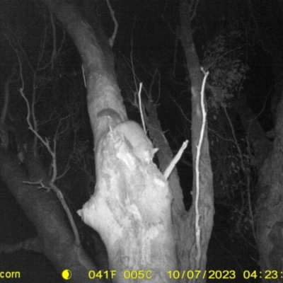 Trichosurus vulpecula (Common Brushtail Possum) at Monitoring Site 030 - Riparian - 6 Oct 2023 by DMeco