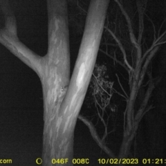 Trichosurus vulpecula (Common Brushtail Possum) at Monitoring Site 032 - Remnant - 2 Oct 2023 by DMeco