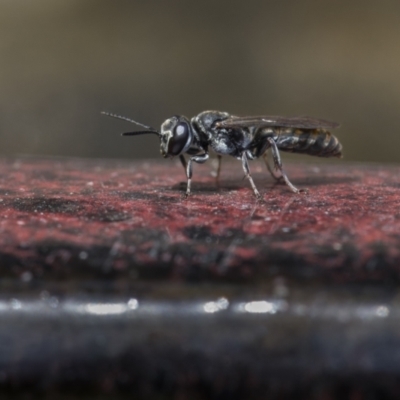 Apocrita (suborder) at Ainslie, ACT - 26 Nov 2023 by trevsci