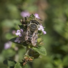 Megachile sp. (several subgenera) (Resin Bees) at Ainslie, ACT - 26 Nov 2023 by trevsci