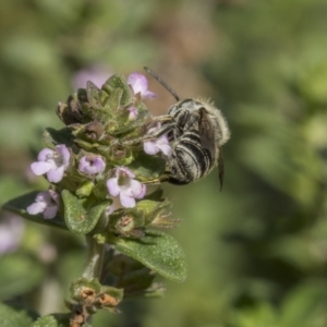 Megachile sp. (several subgenera) at Ainslie, ACT - 26 Nov 2023