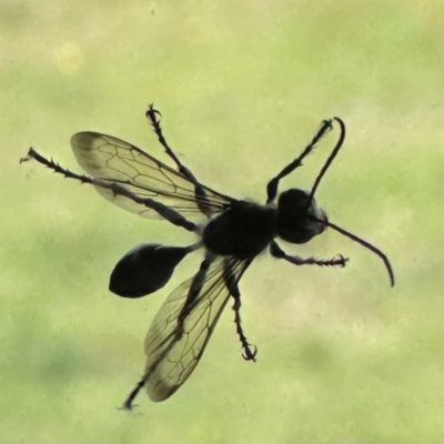 Prionyx sp. (genus) at Kangaroo Valley, NSW - 29 Nov 2023 by lbradleyKV