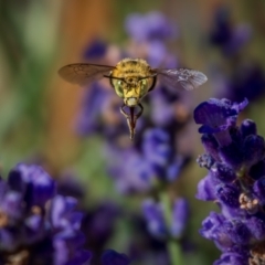 Amegilla sp. (genus) (Blue Banded Bee) at GG274 - 25 Nov 2023 by trevsci