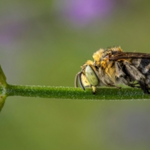 Amegilla sp. (genus) at GG274 - suppressed