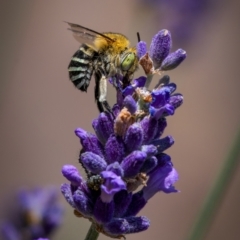 Amegilla sp. (genus) at GG274 - suppressed