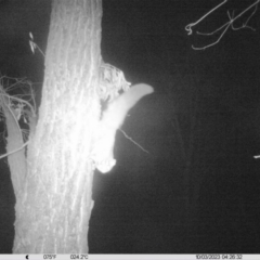 Petaurus norfolcensis (Squirrel Glider) at Monitoring Site 037 - Revegetation - 2 Oct 2023 by DMeco