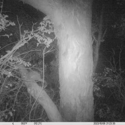 Trichosurus vulpecula (Common Brushtail Possum) at Monitoring Site 038 - Road - 6 Oct 2023 by DMeco