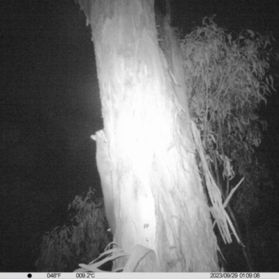 Petaurus norfolcensis (Squirrel Glider) at Monitoring Site 040 - Remnant - 28 Sep 2023 by DMeco