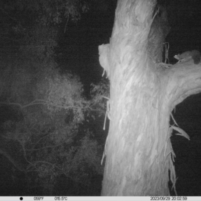 Petaurus norfolcensis (Squirrel Glider) at Monitoring Site 041 - Riparian - 29 Sep 2023 by DMeco