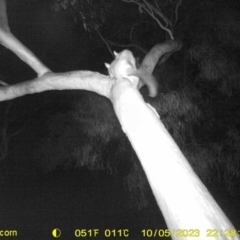 Trichosurus vulpecula (Common Brushtail Possum) at Monitoring Site 042 - Riparian - 5 Oct 2023 by DMeco