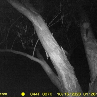 Trichosurus vulpecula (Common Brushtail Possum) at Monitoring Site 043 - Road - 14 Oct 2023 by DMeco