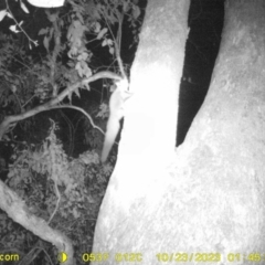 Petaurus norfolcensis (Squirrel Glider) at Monitoring Site 044 - Riparian - 22 Oct 2023 by DMeco