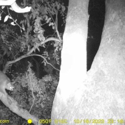 Trichosurus vulpecula (Common Brushtail Possum) at Monitoring Site 044 - Riparian - 18 Oct 2023 by DMeco