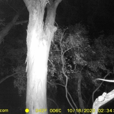 Pseudocheirus peregrinus (Common Ringtail Possum) at Monitoring Site 047 - Riparian  - 17 Oct 2023 by DMeco
