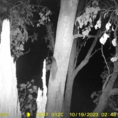 Petaurus norfolcensis (Squirrel Glider) at Monitoring Site 052 - Road - 19 Oct 2023 by DMeco