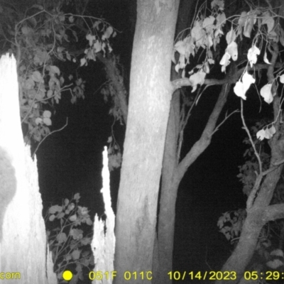 Pseudocheirus peregrinus (Common Ringtail Possum) at Monitoring Site 052 - Road - 13 Oct 2023 by DMeco