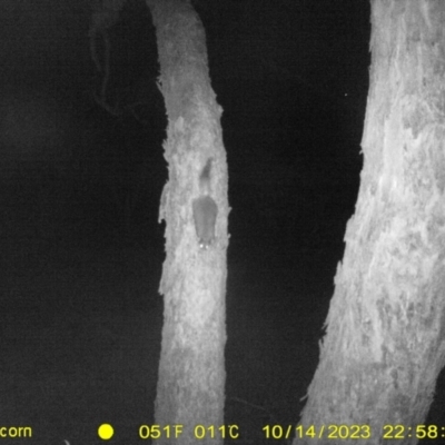 Trichosurus vulpecula (Common Brushtail Possum) at Monitoring Site 060 - Road - 14 Oct 2023 by DMeco