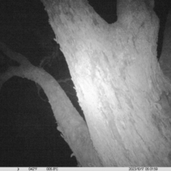 Petaurus norfolcensis (Squirrel Glider) at Monitoring Site 064 - Remnant - 16 Oct 2023 by DMeco