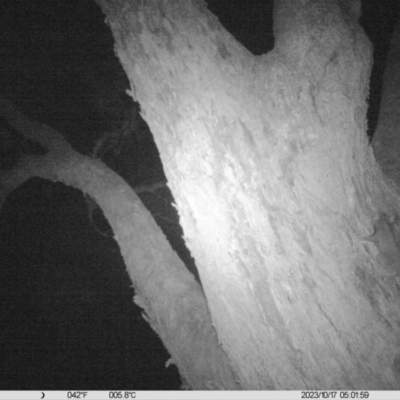 Petaurus norfolcensis (Squirrel Glider) at Monitoring Site 064 - Remnant - 16 Oct 2023 by DMeco