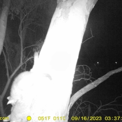 Trichosurus vulpecula (Common Brushtail Possum) at Monitoring Site 101 - Riparian  - 16 Sep 2023 by DMeco