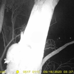 Trichosurus vulpecula (Common Brushtail Possum) at Monitoring Site 101 - Riparian  - 15 Sep 2023 by DMeco