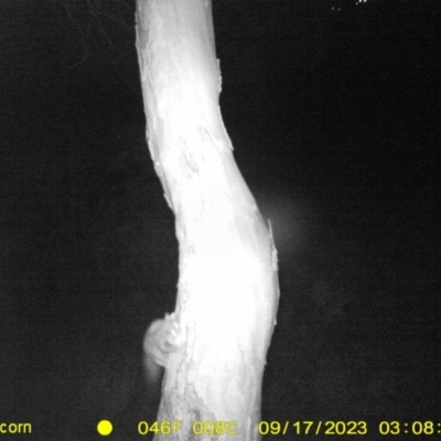 Petaurus sp. (A glider) at Monitoring Site 103 - Riparian - 17 Sep 2023 by DMeco