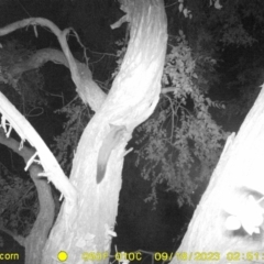 Petaurus norfolcensis (Squirrel Glider) at Monitoring Site 105 - Remnant - 17 Sep 2023 by DMeco