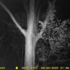 Trichosurus vulpecula (Common Brushtail Possum) at Monitoring Site 106 - Riparian - 20 Sep 2023 by DMeco