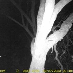 Petaurus norfolcensis (Squirrel Glider) at Monitoring Site 108 - Road - 26 Sep 2023 by DMeco