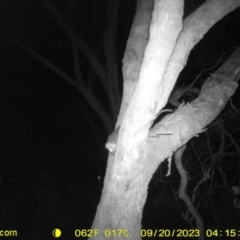 Pseudocheirus peregrinus (Common Ringtail Possum) at Monitoring Site 108 - Road - 19 Sep 2023 by DMeco
