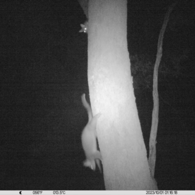Trichosurus vulpecula (Common Brushtail Possum) at Monitoring Site 114 - Remnant - 30 Sep 2023 by DMeco
