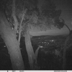 Trichosurus vulpecula (Common Brushtail Possum) at Monitoring Site 118 - Remnant - 19 Oct 2023 by DMeco