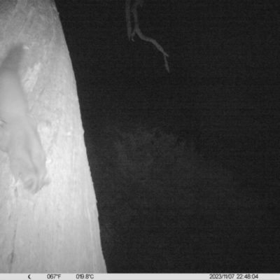 Petaurus norfolcensis (Squirrel Glider) at Monitoring Site 119 - Road - 7 Nov 2023 by DMeco